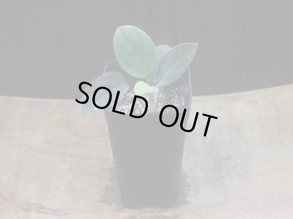 画像5: Homalomena humilis "赤葉赤輝流" from Entikong【HW0725-8】