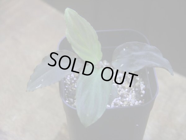 画像1: Homalomena humilis "赤葉赤輝流" from Entikong【HW0725-8】