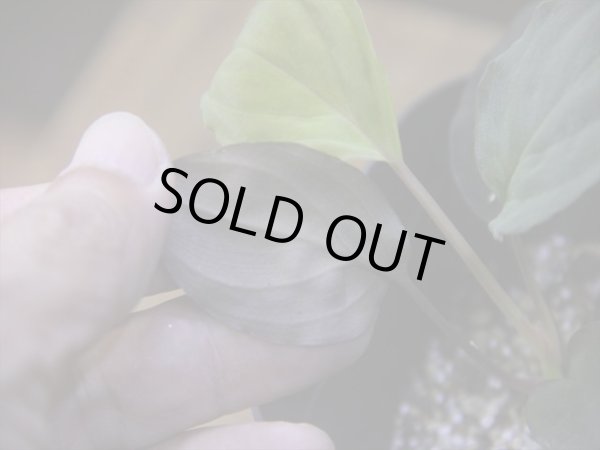 画像4: Homalomena humilis "赤葉赤輝流" from Entikong【HW0725-8】