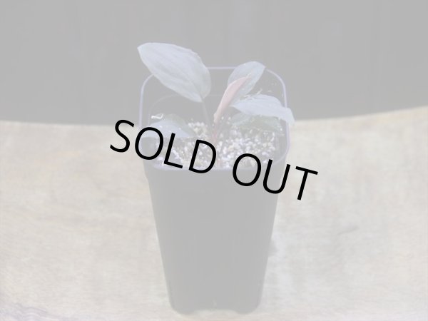 画像5: Homalomena humilis "赤葉赤輝" from Entikong【HW0725-8】