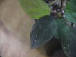 画像3: Homalomena humilis "赤葉赤輝流" from Entikong【HW0725-8】