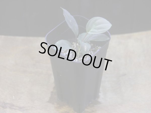 画像5: Homalomena humilis "赤葉赤輝流" from Entikong【HW0725-8】