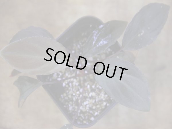 画像2: Homalomena humilis "赤葉赤輝" from Entikong【HW0725-8】