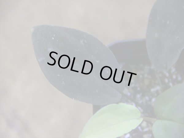 画像3: Homalomena humilis "赤葉赤輝流" from Entikong【HW0725-8】