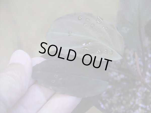 画像3: Homalomena humilis "赤葉赤輝" from Entikong【HW0725-8】