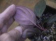 画像4: Homalomena humilis "赤葉赤輝" from Entikong【HW0725-8】