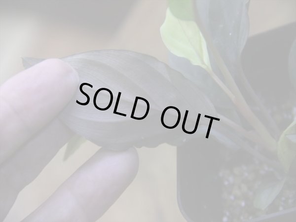 画像4: Homalomena humilis "赤葉赤輝流" from Entikong【HW0725-8】