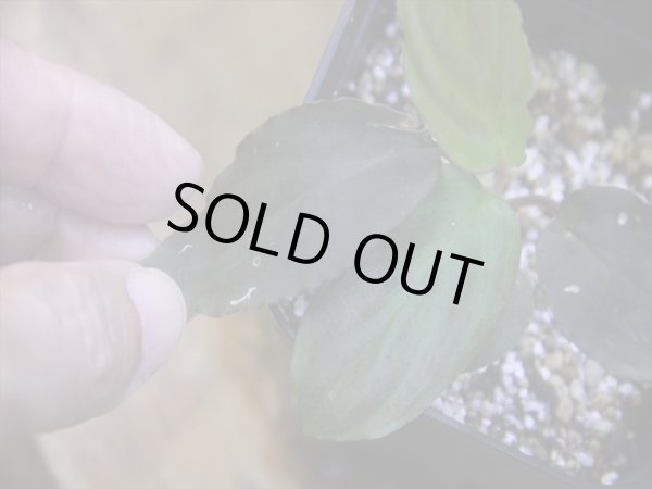 画像3: Homalomena humilis "赤葉赤輝流" from Entikong【HW0725-8】