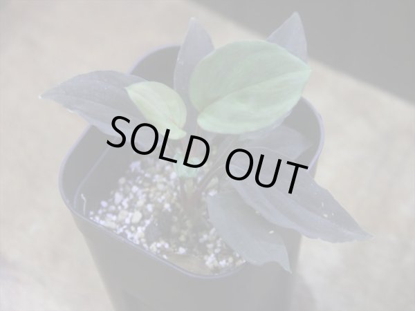 画像1: Homalomena humilis "赤葉赤輝流" from Entikong【HW0725-8】