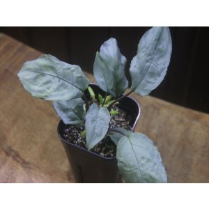 画像: Homalomena sp. "Shirogane" SGR-DF from Pulau Lingga【HW0622-05】