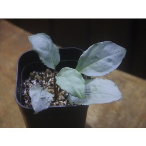 画像: Homalomena sp. "Shirogane" SGR-DF from Pulau Lingga【HW0622-05】