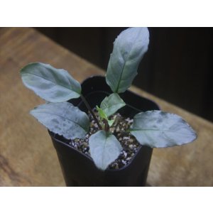 画像: Homalomena sp. "Shirogane" SGR-DF from Pulau Lingga【HW0622-05】