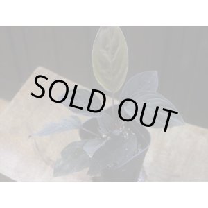 画像: Homalomena humilis "黒葉赤輝" from Entikong【HW0725-9】