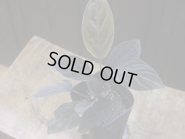 画像1: Homalomena humilis "黒葉赤輝" from Entikong【HW0725-9】