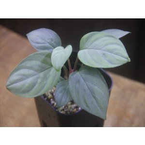 画像: Homalomena sp. "Shirogane" SGR from Pulau Lingga【HW1017-XX】