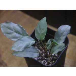 画像: Homalomena sp. "Shirogane" SGR-DF from Pulau Lingga【HW0622-05】