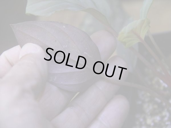 画像4: Homalomena humilis "紫葉紫脚流" from Bengkayang【HW0725-5b】