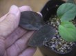 画像3: Homalomena humilis "紫葉紫脚流" from Bengkayang【HW0725-5b】