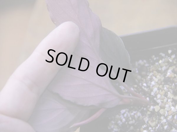 画像4: Homalomena humilis "黒葉赤輝" from Entikong【HW0725-9】