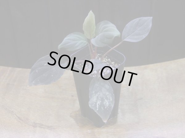 画像5: Homalomena humilis "紫葉紫脚流" from Bengkayang【HW0725-5b】