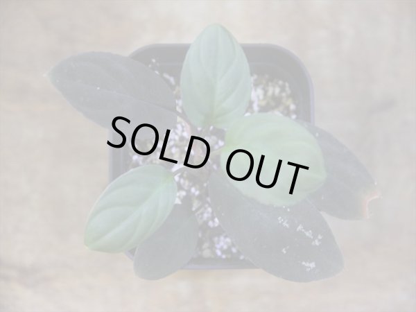 画像2: Homalomena humilis "紫葉紫脚流" from Bengkayang【HW0725-5b】