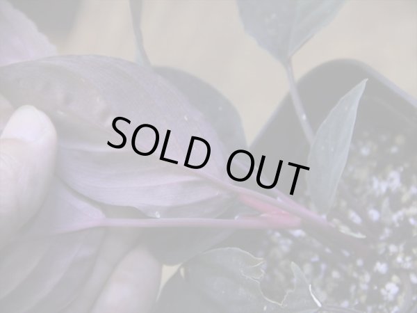 画像4: Homalomena humilis "黒葉赤輝" from Entikong【HW0725-9】