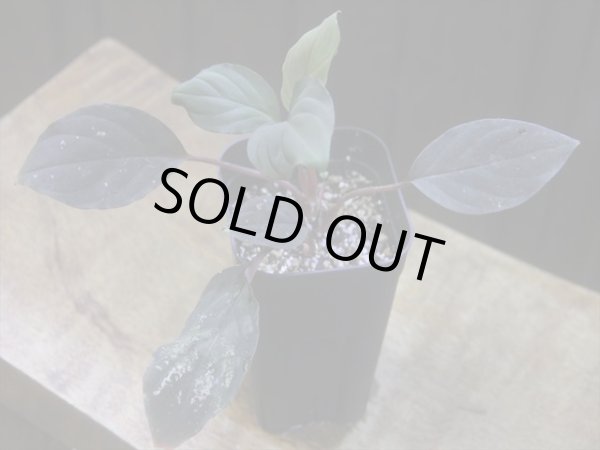 画像1: Homalomena humilis "紫葉紫脚流" from Bengkayang【HW0725-5b】