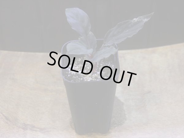 画像5: Homalomena humilis "黒葉赤輝" from Entikong【HW0725-9】