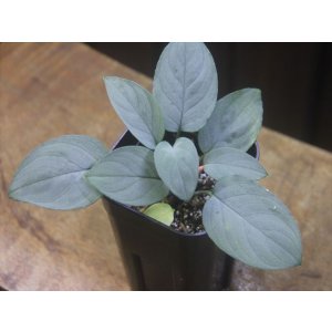 画像: Homalomena sp. "Shirogane" SGR from Pulau Lingga【HW1017-XX】