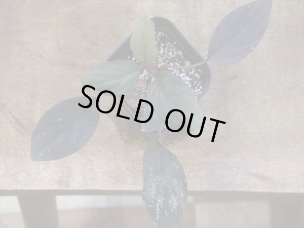 画像2: Homalomena humilis "紫葉紫脚流" from Bengkayang【HW0725-5b】