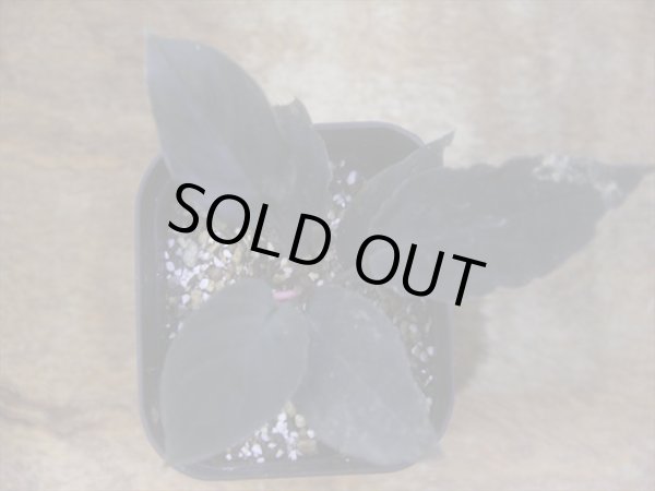 画像2: Homalomena humilis "黒葉赤輝" from Entikong【HW0725-9】