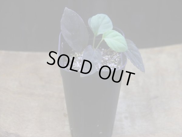 画像5: Homalomena humilis "紫葉紫脚流" from Bengkayang【HW0725-5b】