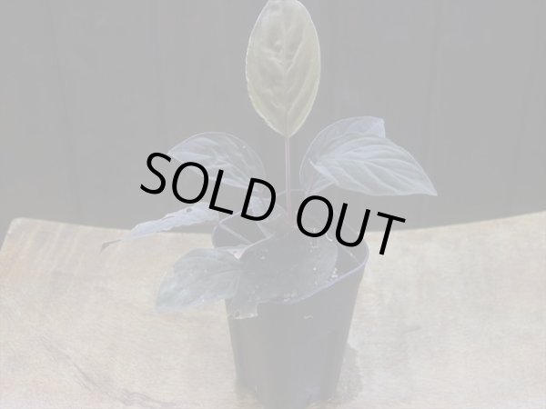 画像5: Homalomena humilis "黒葉赤輝" from Entikong【HW0725-9】