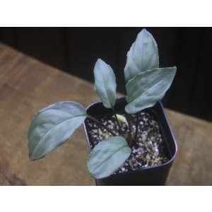 画像: Homalomena sp. "Shirogane" SGR-DF from Pulau Lingga【HW0622-05】