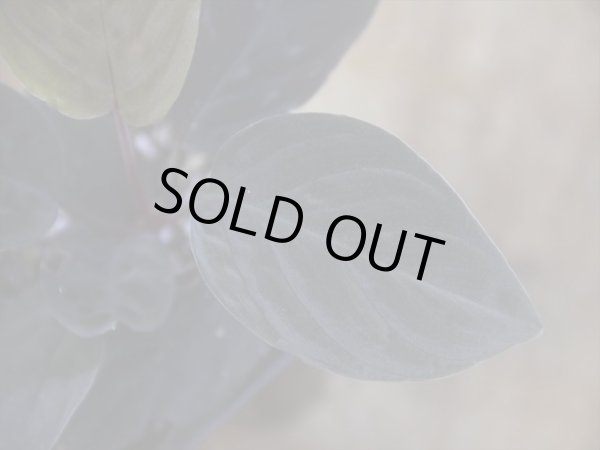 画像2: Homalomena humilis "黒葉赤輝" from Entikong【HW0725-9】