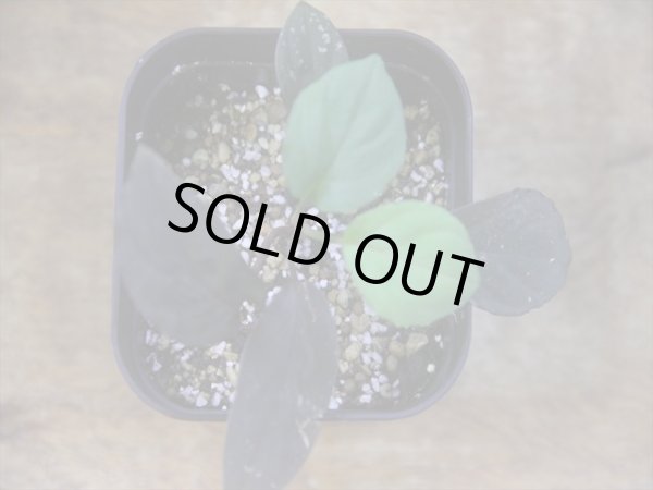 画像2: Homalomena humilis "紫葉紫脚流" from Bengkayang【HW0725-5b】