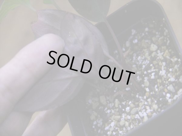 画像4: Homalomena humilis "紫葉紫脚流" from Bengkayang【HW0725-5b】