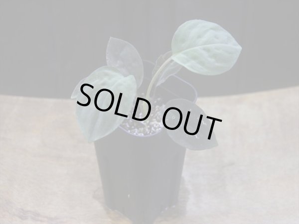 画像5: Homalomena humilis "紫葉紫脚流" from Bengkayang【HW0725-5b】