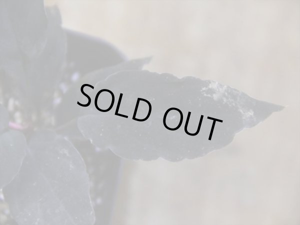 画像3: Homalomena humilis "黒葉赤輝" from Entikong【HW0725-9】