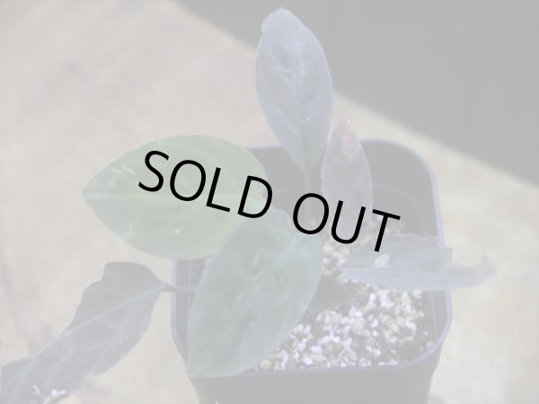 画像1: Homalomena humilis "紫葉紫脚流" from Bengkayang【HW0725-5b】