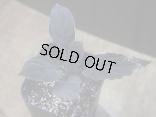 画像1: Homalomena humilis "黒葉赤輝" from Entikong【HW0725-9】