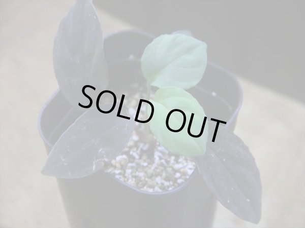 画像1: Homalomena humilis "紫葉紫脚流" from Bengkayang【HW0725-5b】