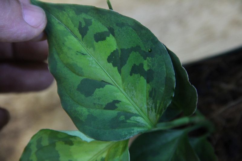 画像: Aglaonema pictum tricolor CG広葉タイプ from Sumatera Barat 【TB1302】