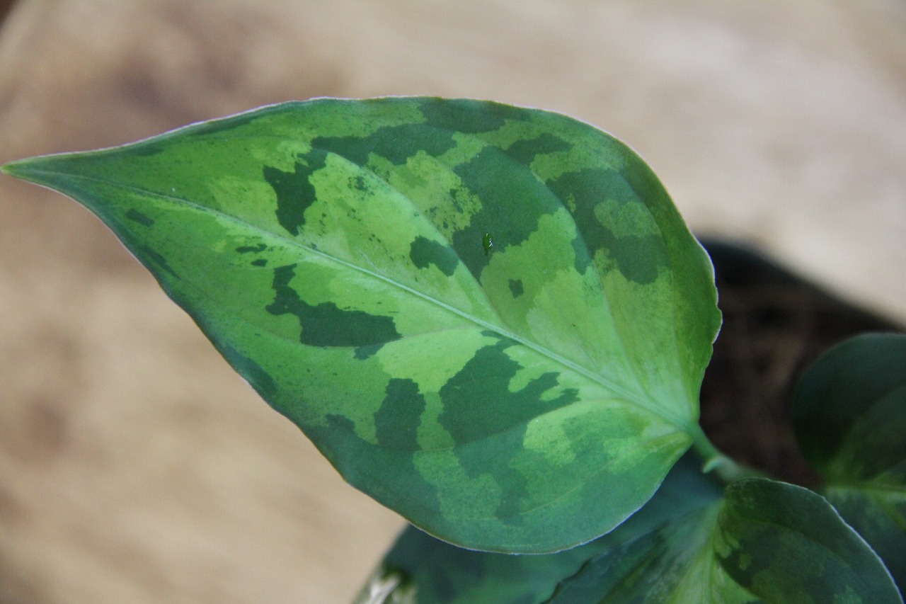 画像: Aglaonema pictum tricolor CG広葉タイプ from Sumatera Barat 【TB1302】