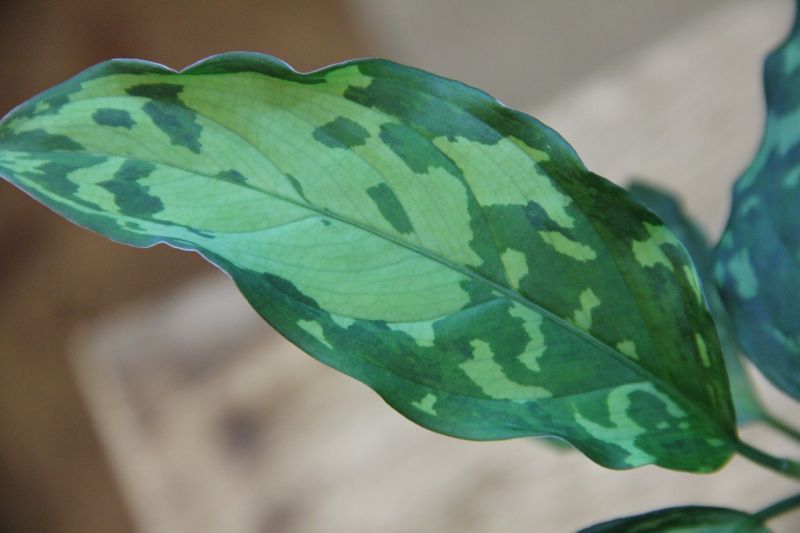画像: Aglaonema pictum bicolor Sibert2.5 【LA0212-00】