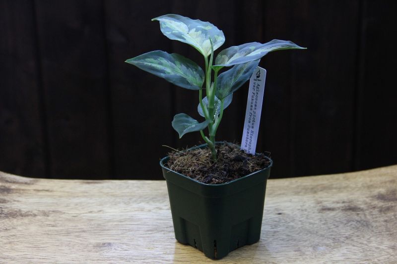 Aglaonema pictum 法皇緑 ver 福間 AZ0512-X - 植物/観葉植物