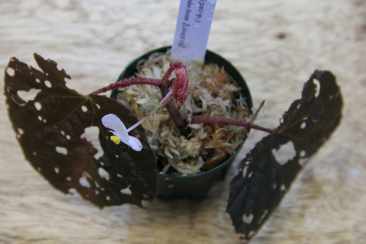 画像: Begonia sp. 3 from Pulau Seram LA0415-03