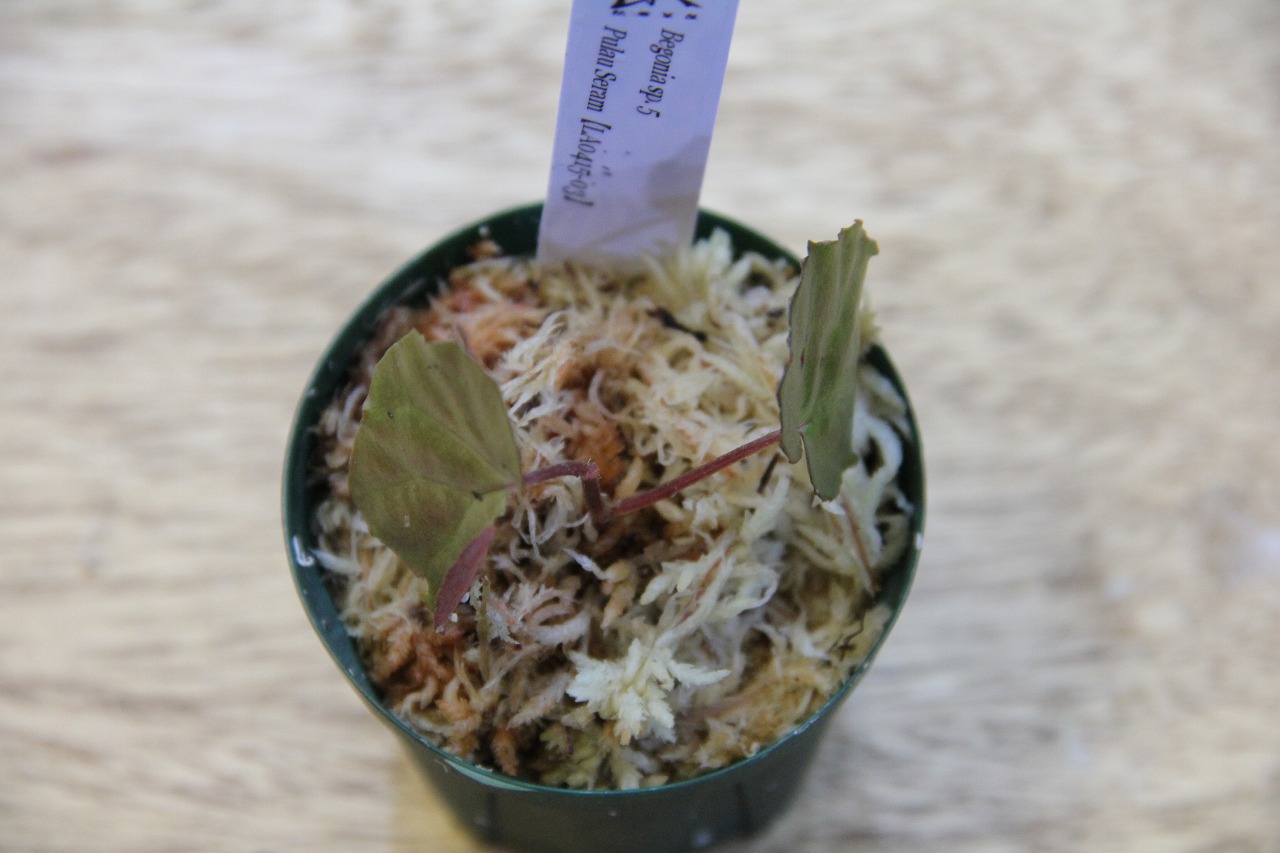 画像: Begonia sp. 5 from Pulau Seram LA0415-03