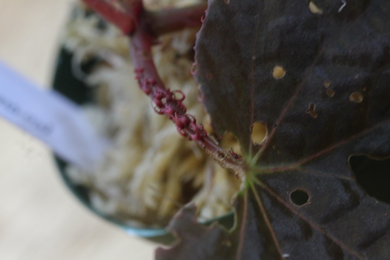 画像: Begonia sp. 3 from Pulau Seram LA0415-03