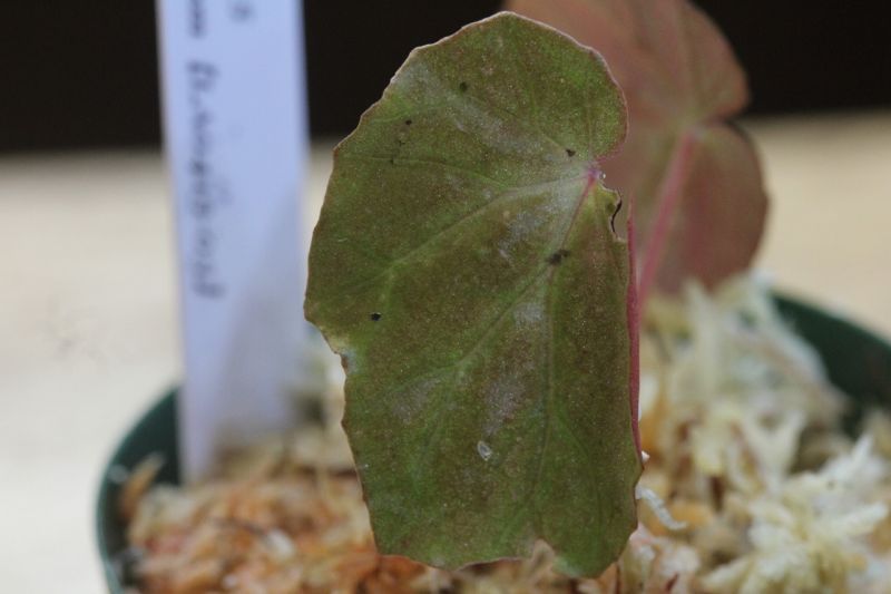 画像: Begonia sp. 5 from Pulau Seram LA0415-03
